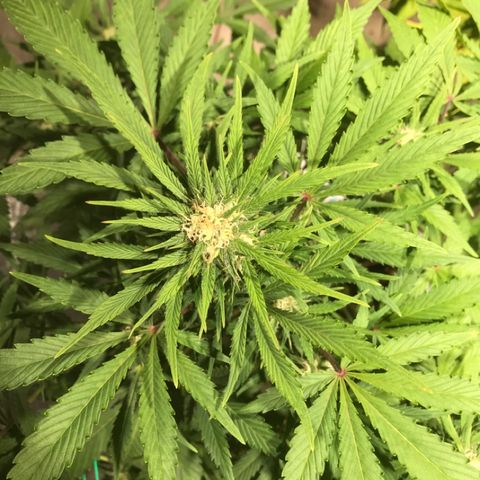 Fuego growlog timeline photo