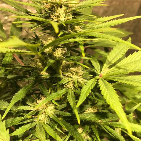 Fuego growlog timeline photo