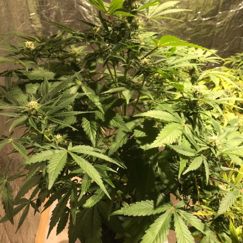 Fuego growlog timeline photo