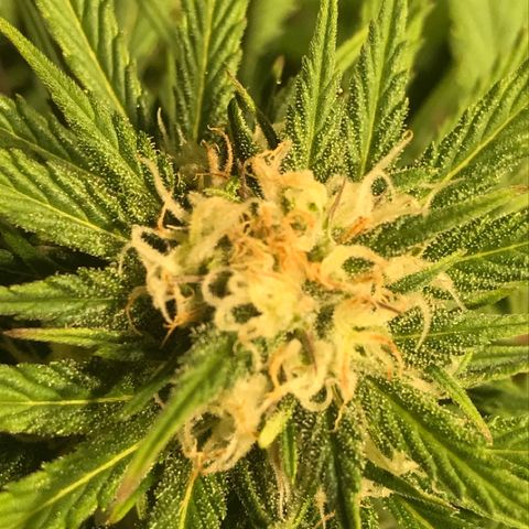 Fuego growlog timeline photo