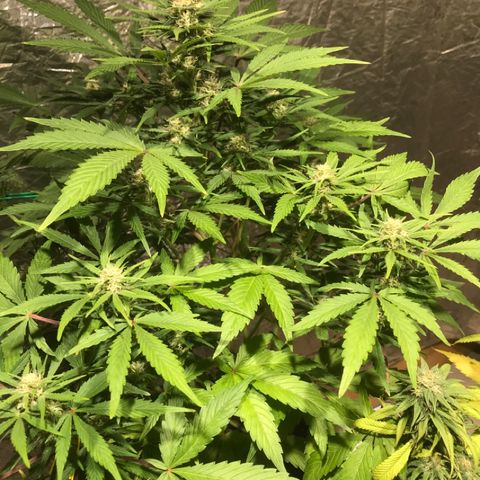 Fuego growlog timeline photo