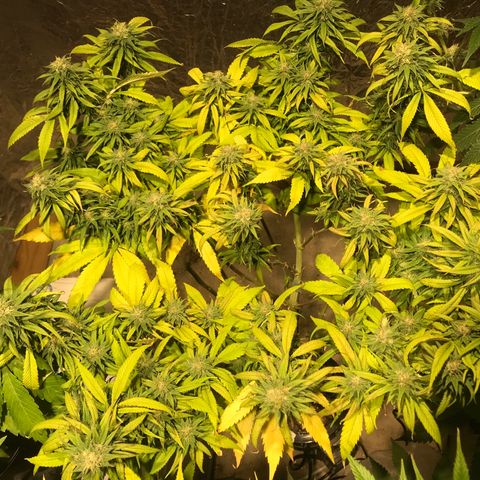 Limona growlog timeline photo