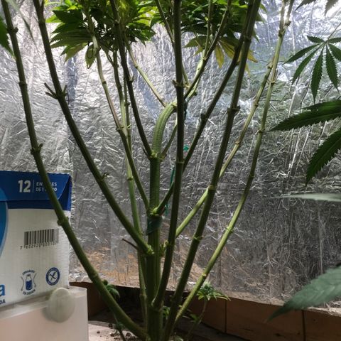 Limona growlog timeline photo
