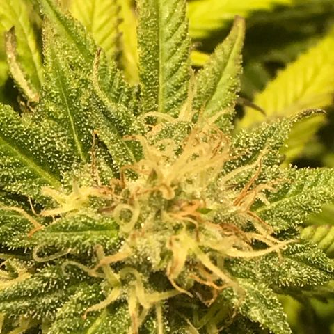 Limona growlog timeline photo