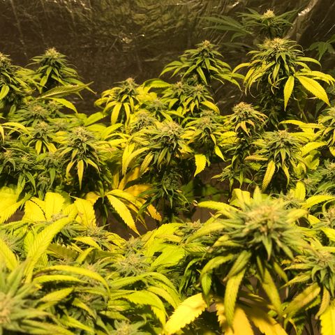 Limona growlog timeline photo