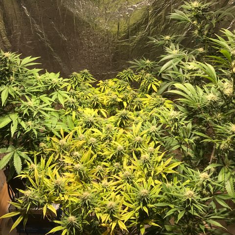 Limona growlog timeline photo
