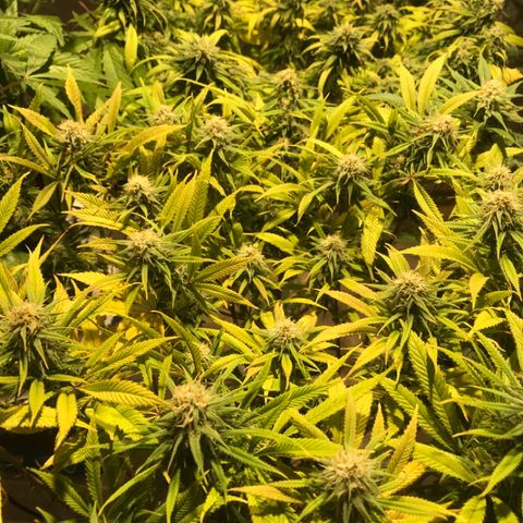 Limona growlog timeline photo