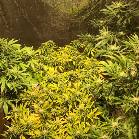 Limona growlog timeline photo