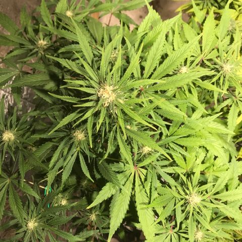 Fuego growlog timeline photo