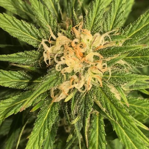 Fuego growlog timeline photo