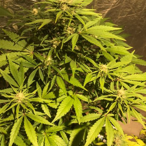 Fuego growlog timeline photo