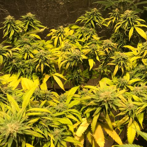 Limona growlog timeline photo