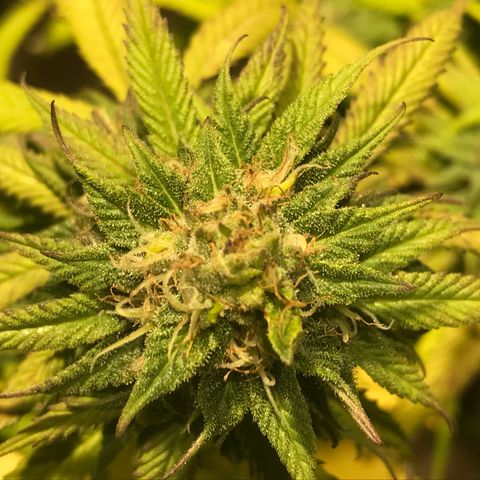 Limona growlog timeline photo