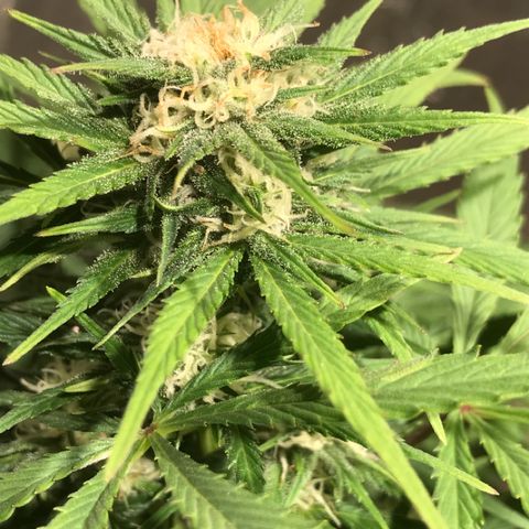 Fuego growlog timeline photo