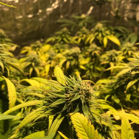 Limona growlog timeline photo