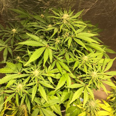 Fuego growlog timeline photo