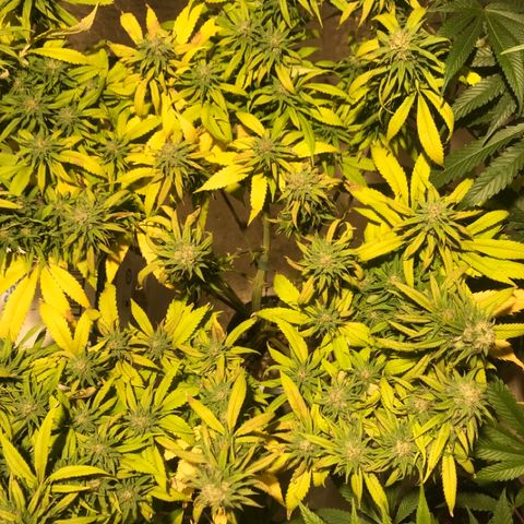 Limona growlog timeline photo