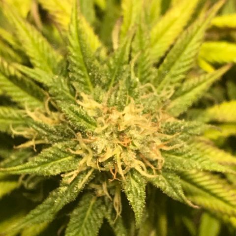 Limona growlog timeline photo