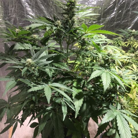 Fuego growlog timeline photo