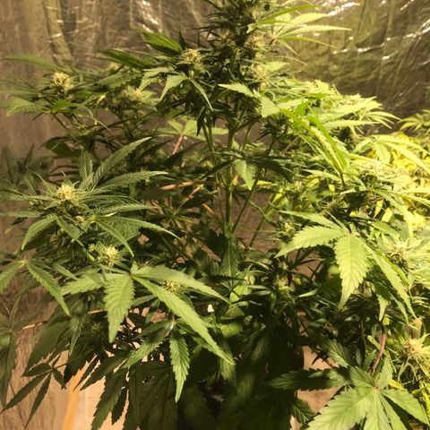 Fuego growlog timeline photo