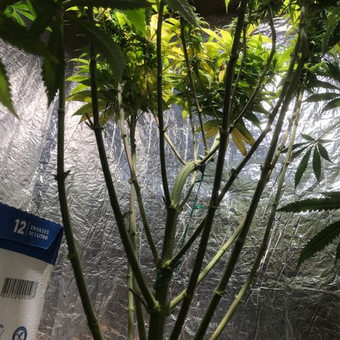 Limona growlog timeline photo