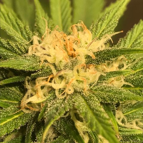 Fuego growlog timeline photo
