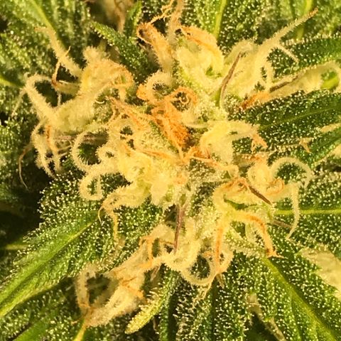 Fuego growlog timeline photo