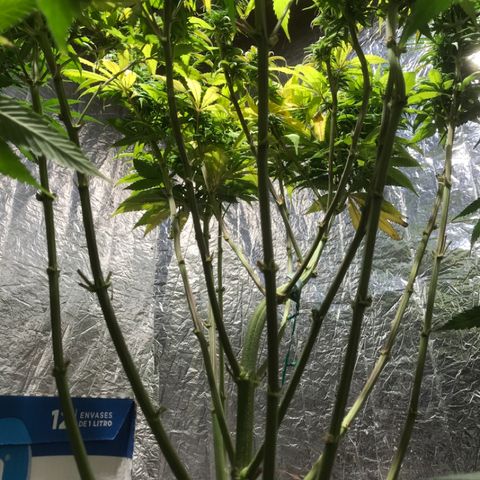 Limona growlog timeline photo