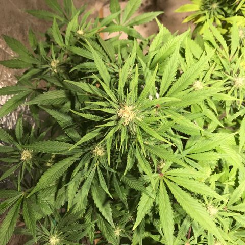 Fuego growlog timeline photo
