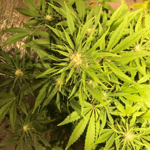 Fuego growlog timeline photo
