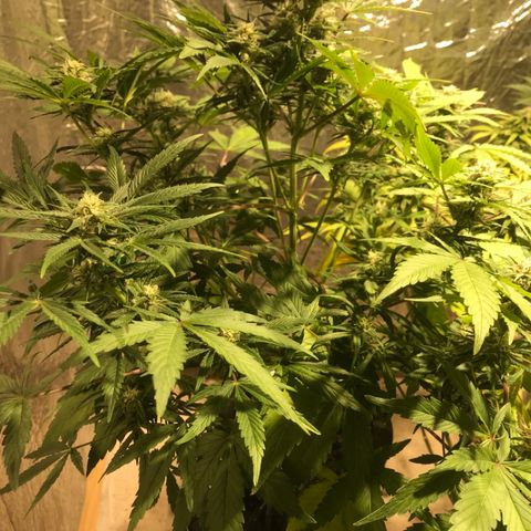Fuego growlog timeline photo