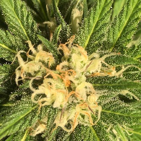 Fuego growlog timeline photo