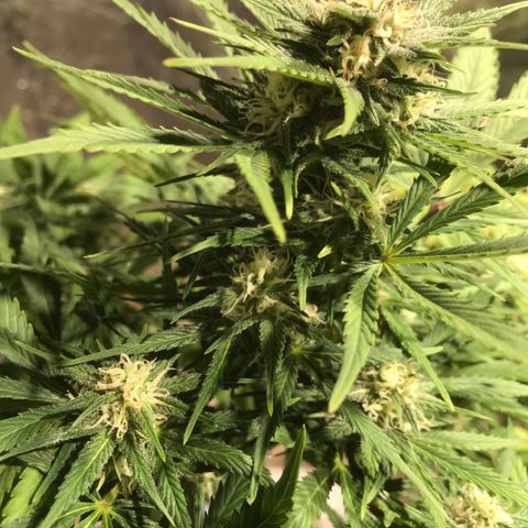 Fuego growlog timeline photo