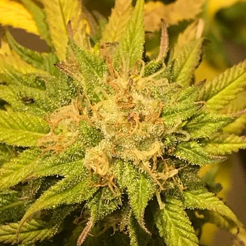 Limona growlog timeline photo