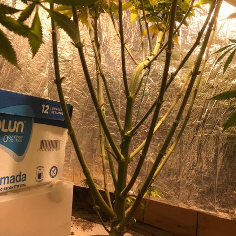 Limona growlog timeline photo