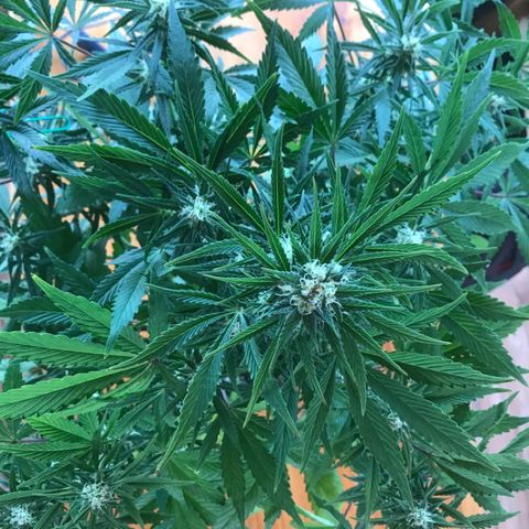 Fuego growlog timeline photo