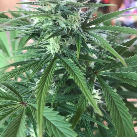 Fuego growlog timeline photo
