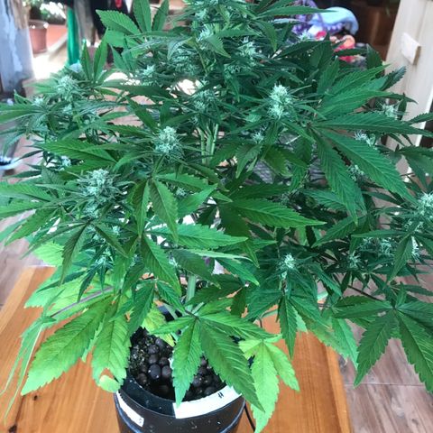 Fuego growlog timeline photo