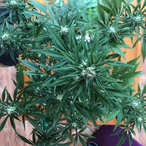 Fuego growlog timeline photo