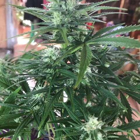 Fuego growlog timeline photo