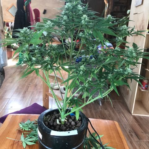 Fuego growlog timeline photo