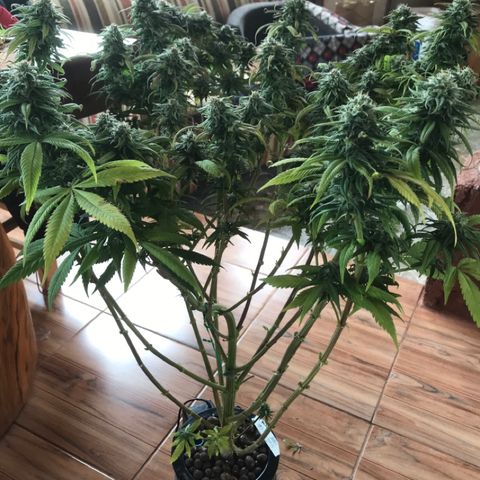 Limona growlog timeline photo