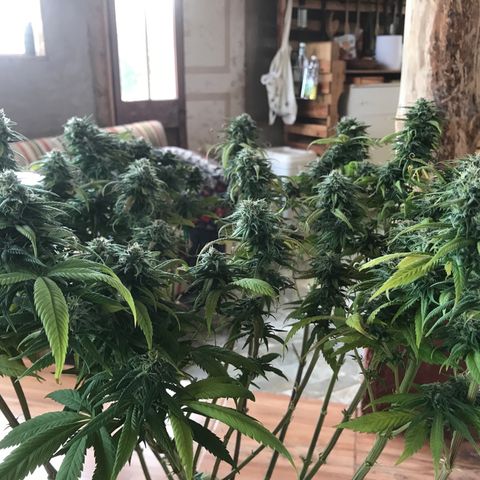 Limona growlog timeline photo