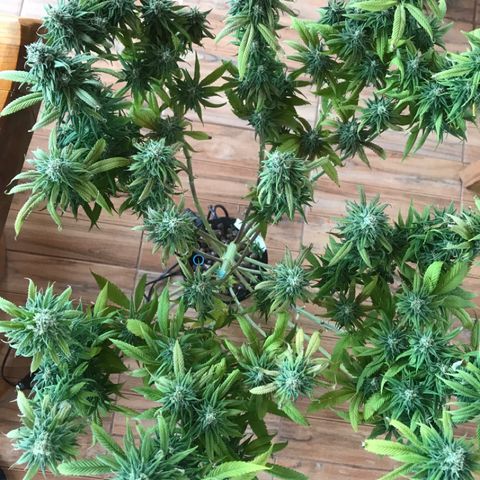 Limona growlog timeline photo