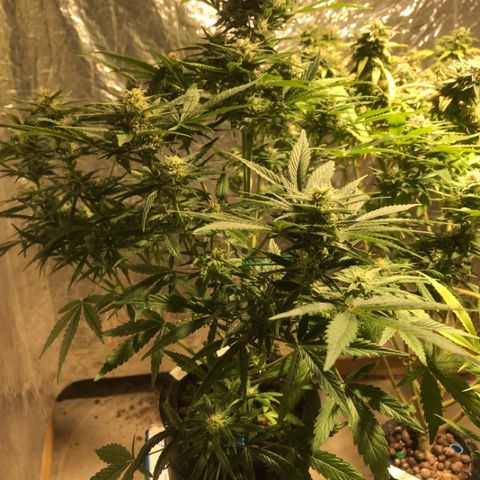Fuego growlog timeline photo