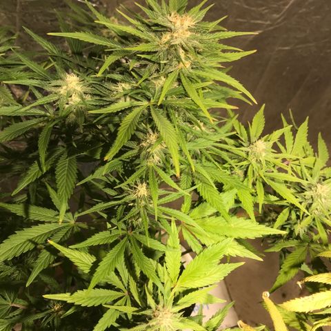 Fuego growlog timeline photo