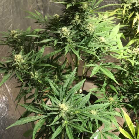 Fuego growlog timeline photo
