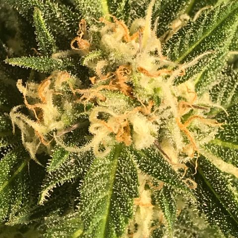 Fuego growlog timeline photo