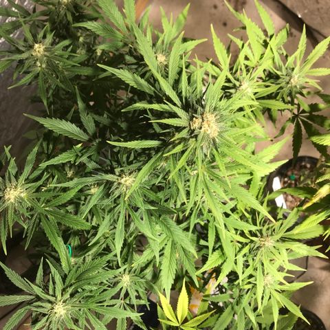 Fuego growlog timeline photo