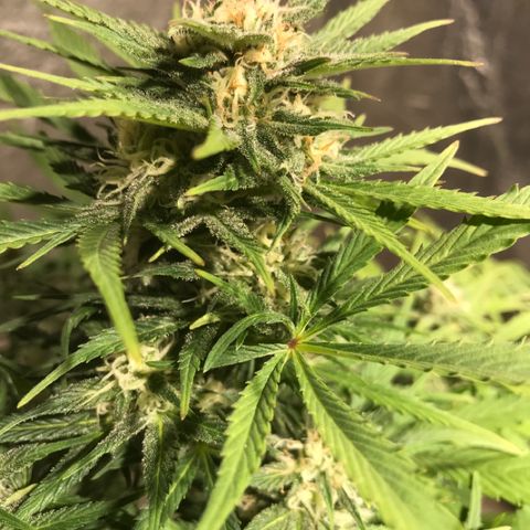 Fuego growlog timeline photo